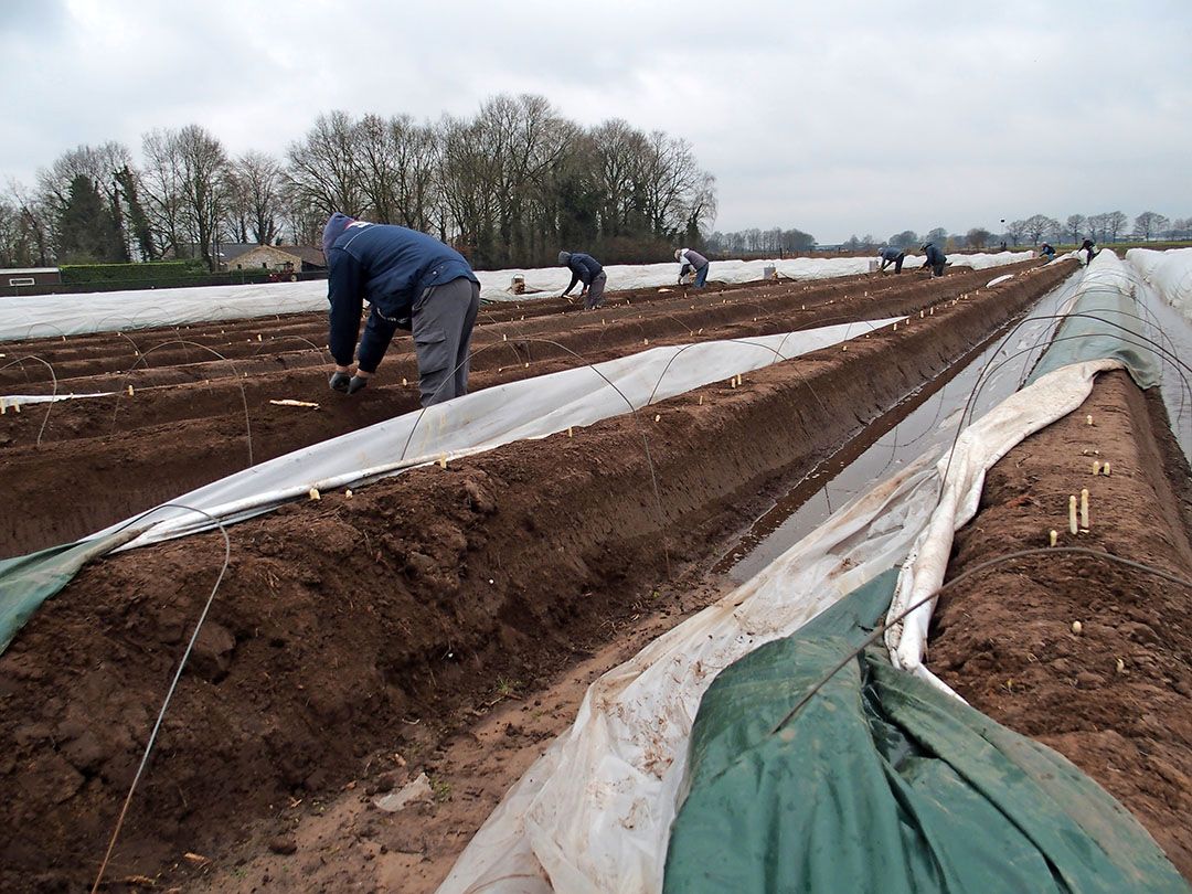 Arbeid die gebonden is aan een piekmoment, zoals de aspergeoogst, blijft altijd flex. - Foto: Stan Verstegen