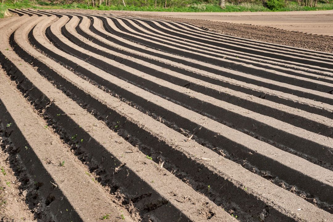 Aspergeveld ter illustratie, dus niet het veld waar de rechtszaak betrekking op heeft. - Foto: Canva/ricul
