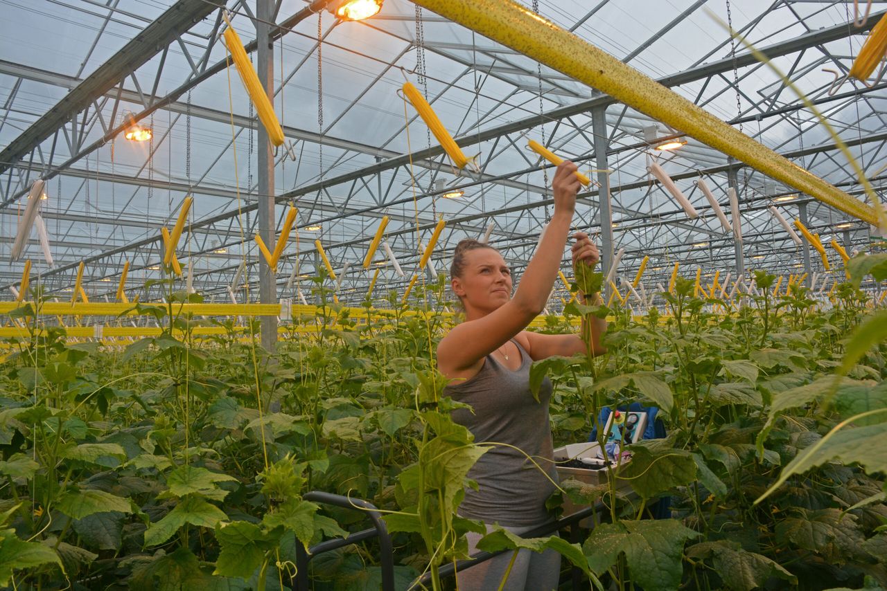 Belichting is een van de innovatiethema's. - foto: Peter Visser