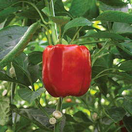 &apos;We hopen paprika s nog net rood te oogsten&apos;