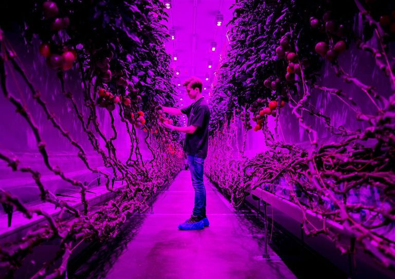 Indoor farmingbedrijf PlantLab haalde dit jaar € 50 miljoen op bij investeerders. Foto: ANP