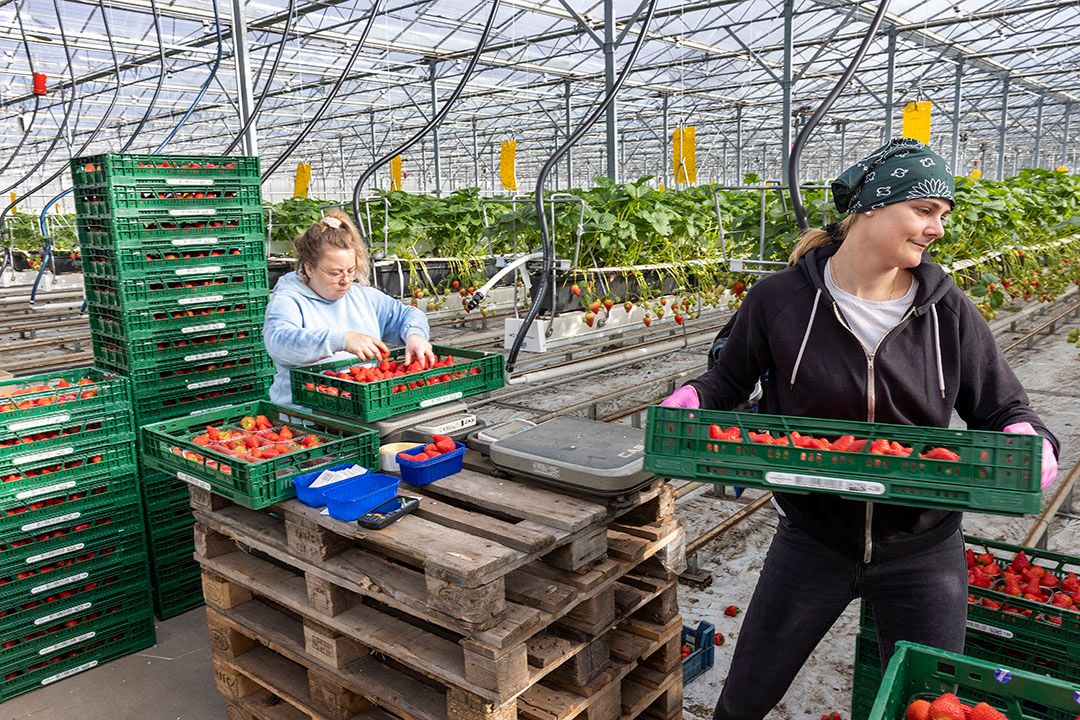 Door de omrekening van het WML van maand naar uur komt heel de onderkant van het loongebouw in de tuinbouw onder druk.- Foto: Roel Dijkstra