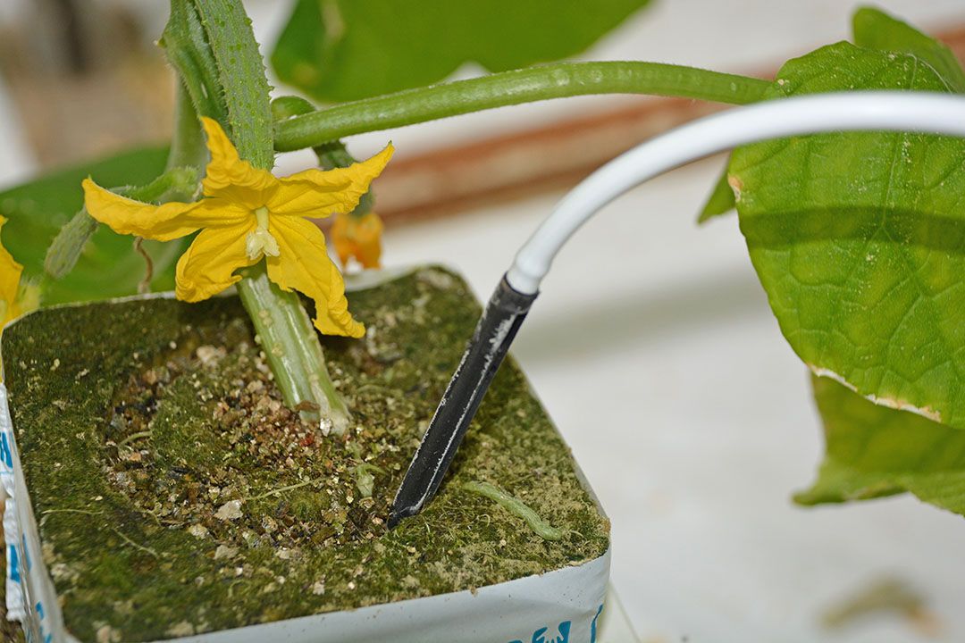 Een juiste verhouding aan spoorelementen meegeven maakt de plant al weerbaarder. - Foto: Peter Visser
