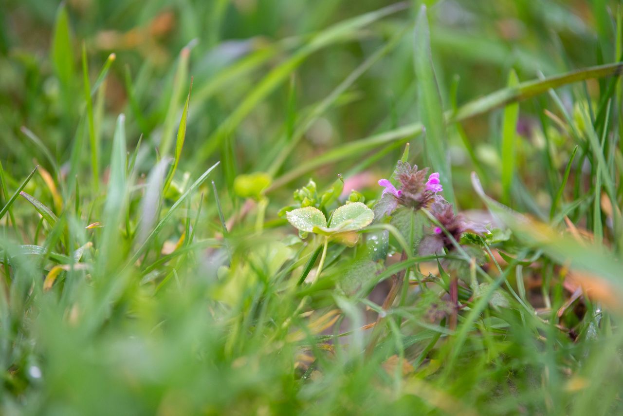 Kruidenrijk grasland. Het gebruik van windschermen, kruidenrijk grasland of precisietechnieken zijn al standaard in de tuinbouw en leveren direct punten op voor meerdere doelen. – Foto: Mark Pasveer