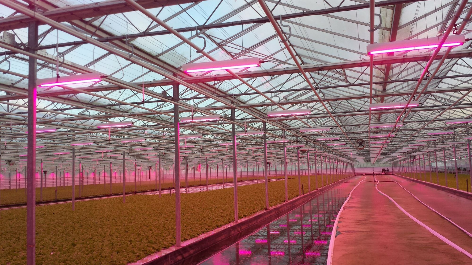 Sla met led-verlichting. - Foto: Hortilux