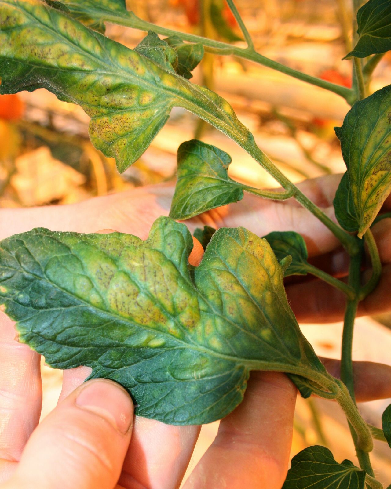 Kenmerkend voor ToCV-symptomen is de strakke scheiding tussen donkergroen en gele vlekken op het blad. Foto: GFH