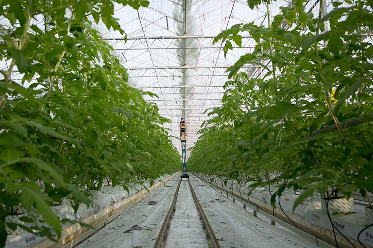 Nieuwe Plantgezondheidswet krijgt sterke focus op preventie van insleep op plantenziektes. - Foto: Fred Libochant