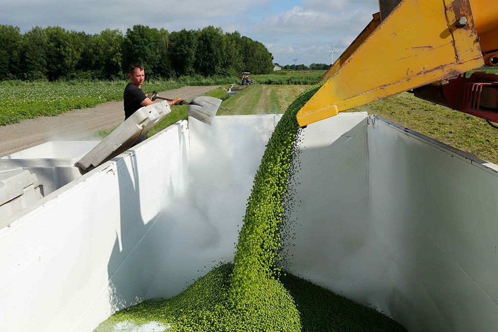 Oogst van biologische erwten in België (waar ijs aan wordt toegevoegd tegen kwaliteitsverlies). Het bio-areaal is in 2021 naar schatting met 2,8%gegroeid. - Foto: Henk Riswick