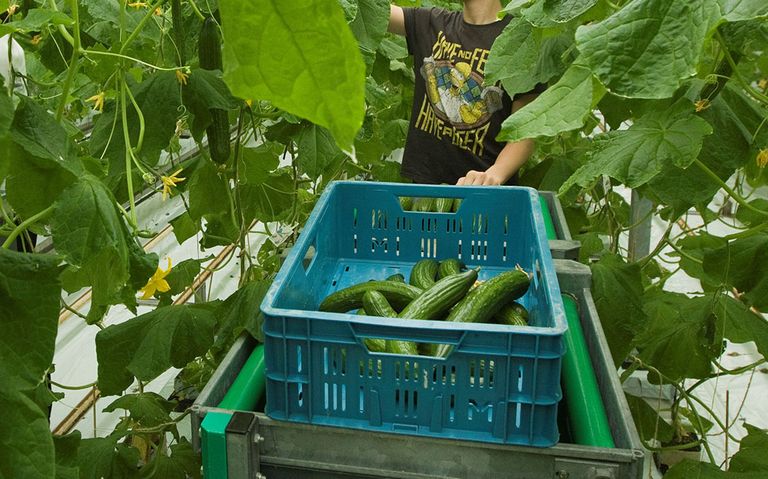 Foto-opdracht: 190791 Groenten en Fruit  [11360] schooljeugd die in deze vakantieperiode aan het werk is in het  komkommer-gewas bij Herman Luimes in Erica