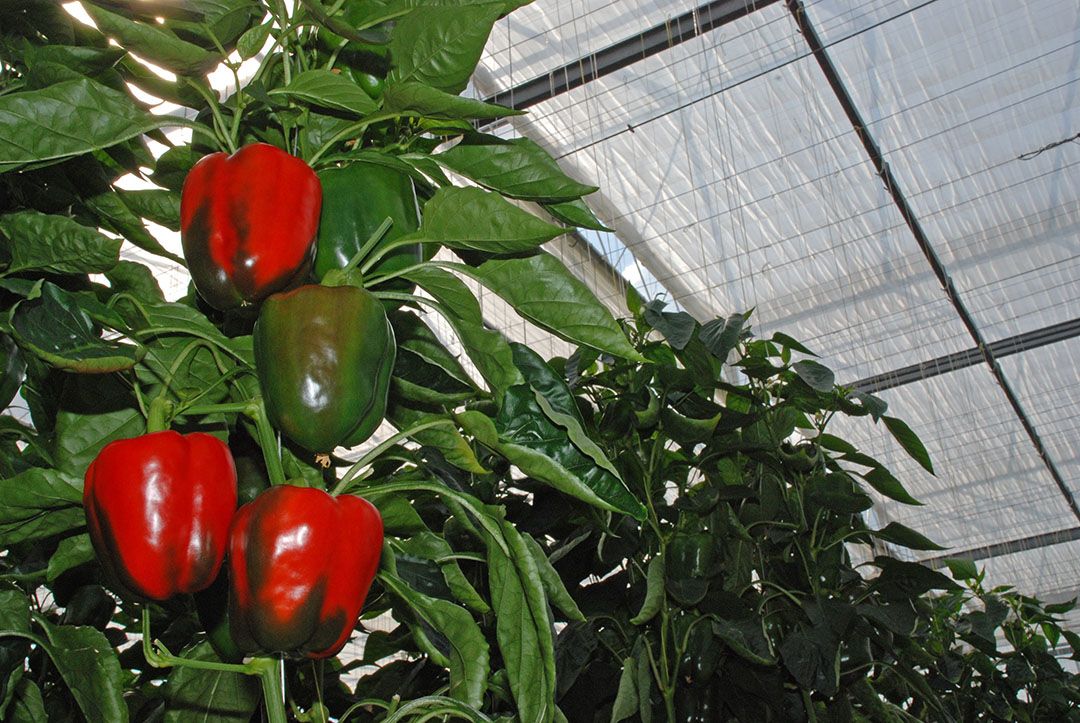 Schermen in glasgroenteproductie. - Foto: Peter Visser