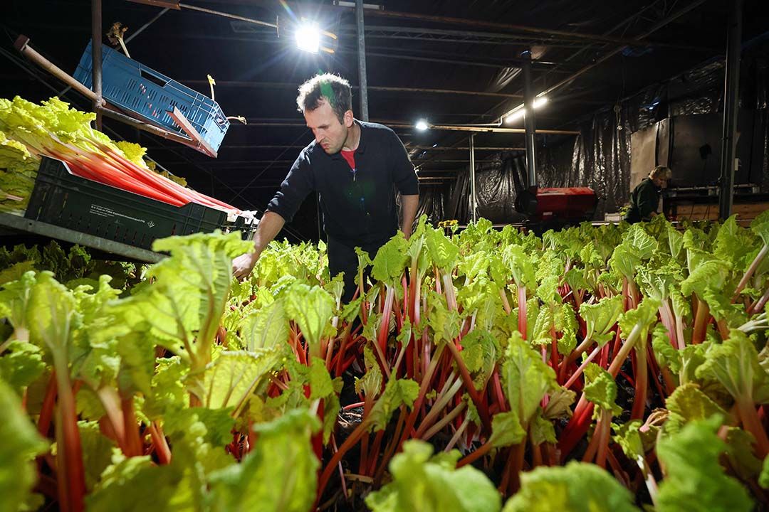 Johan Trouw is inmiddels in zijn tweede planting aan het oogsten - Foto: Bert Jansen