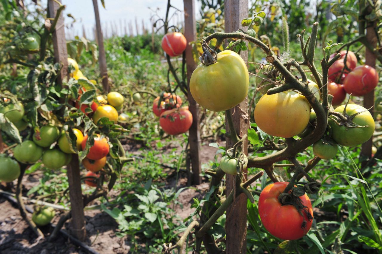 Roemenië stimuleert tomatenteelt