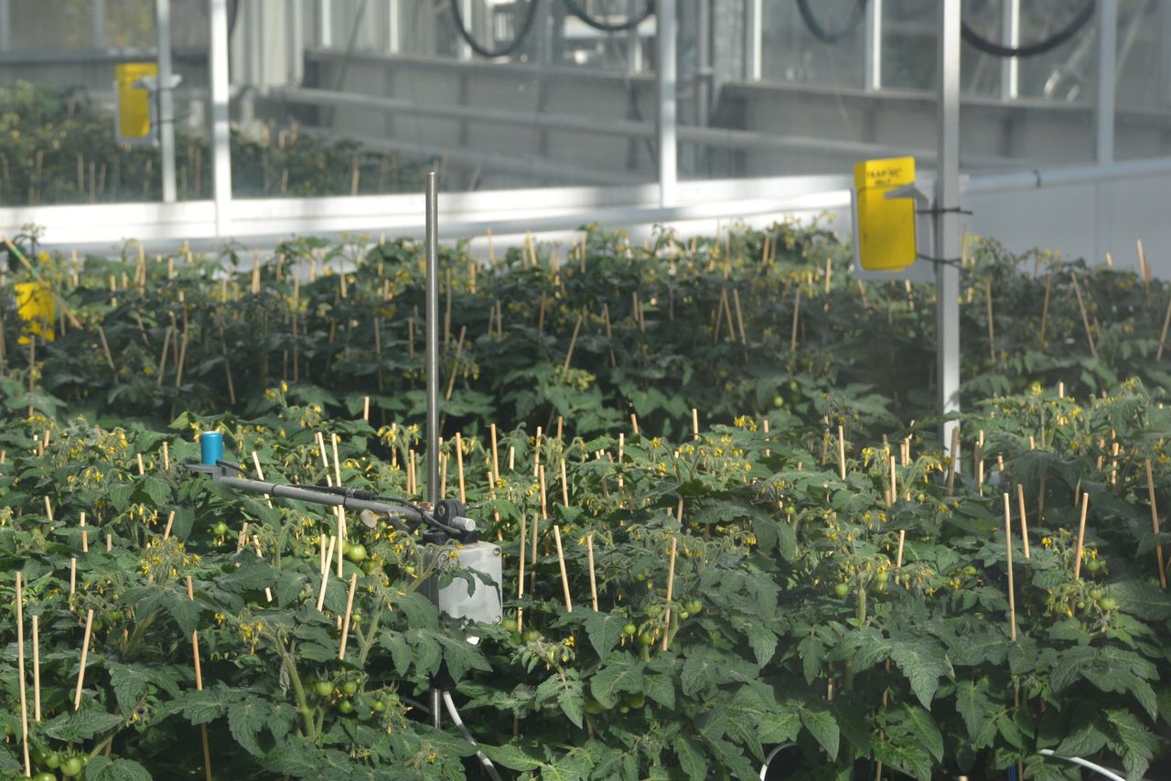 Slimme keuzes bij de plantdichtheid bleken doorslaggevend voor het eindresultaat. Foto: Peter Visser