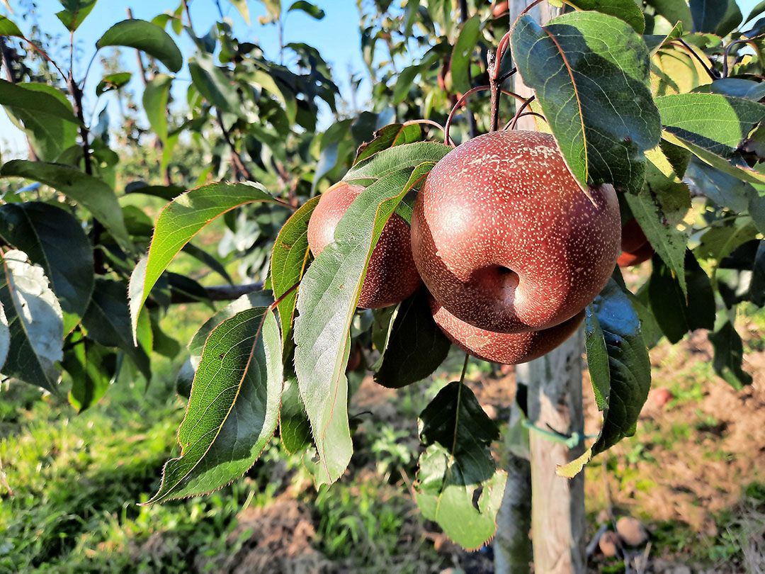 Piqa Boo kleurt rood en blijft ook rood tot en met de pluk. - Foto: Wouter van Teefelen