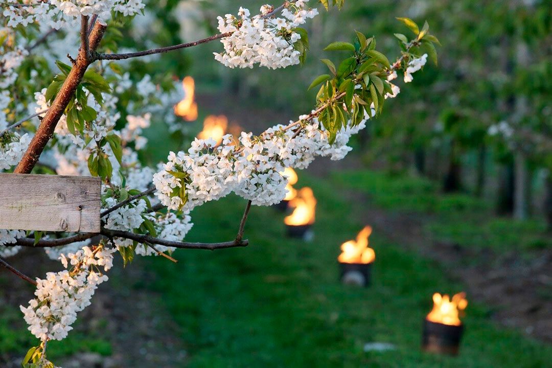 Nieuw inzicht in genen van appelbomen kan helpen rassen te ontwikkelen die klimaatverandering 'aankunnen'. - Foto: Ton Kastermans Fotografie