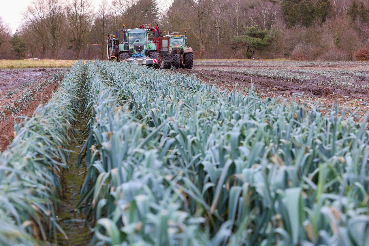 In de vrije handel zijn de preiprijzen wat aangetrokken. Foto: Bert Jansen