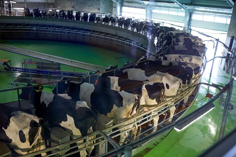 Voor een gezonde toekomst van de Australische zuivelsector moet de melkproductie omhoog, zegt Rabobank. - Foto: Canva