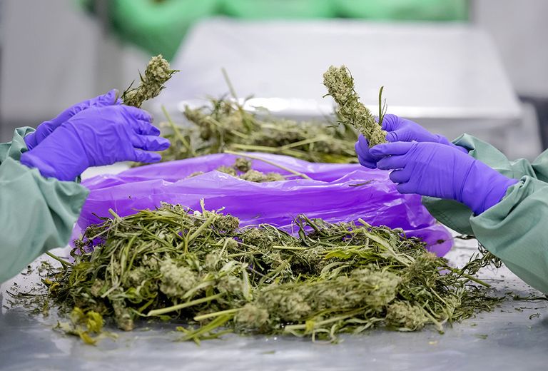 De productie van medicinale cannabis kan in Nederland wel eens gaan stijgen. - Foto: ANP