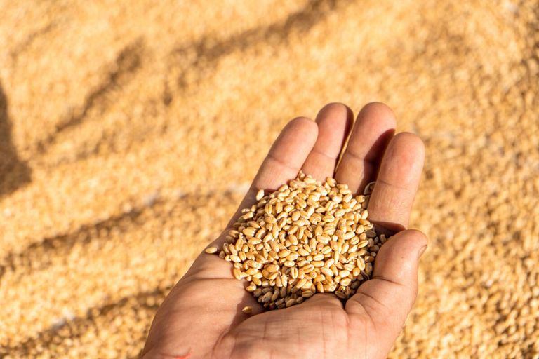 De verwachting is dat de EU dit jaar bijna 298 miljoen ton graan zal oogsten. - Foto: Canva/Studio India