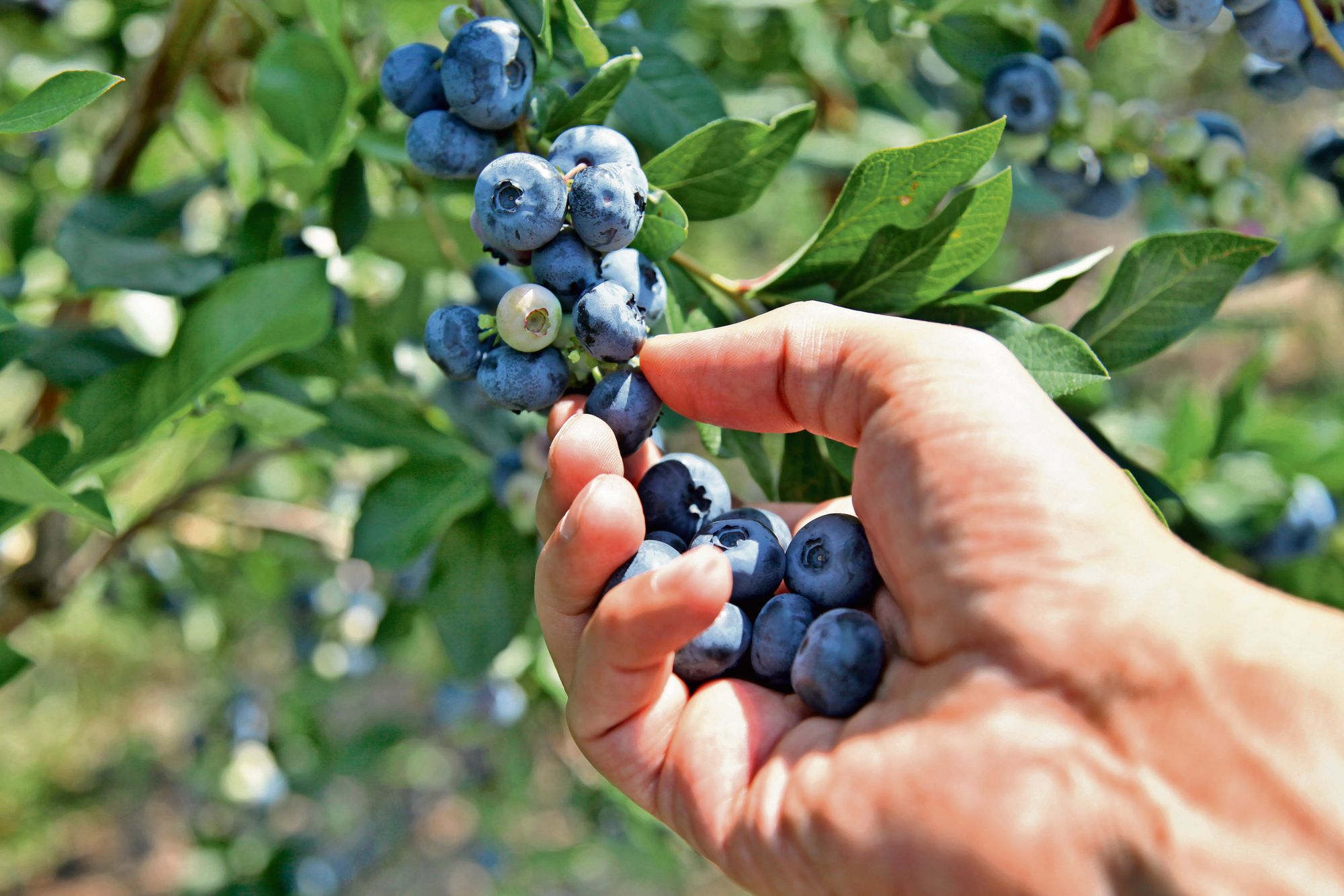 Blauwe bessen. NVWA heeft telers beboet vanwege fout gebruik van gewasbeschermingsmiddelen. Foto: Canva/MarcQuebec
