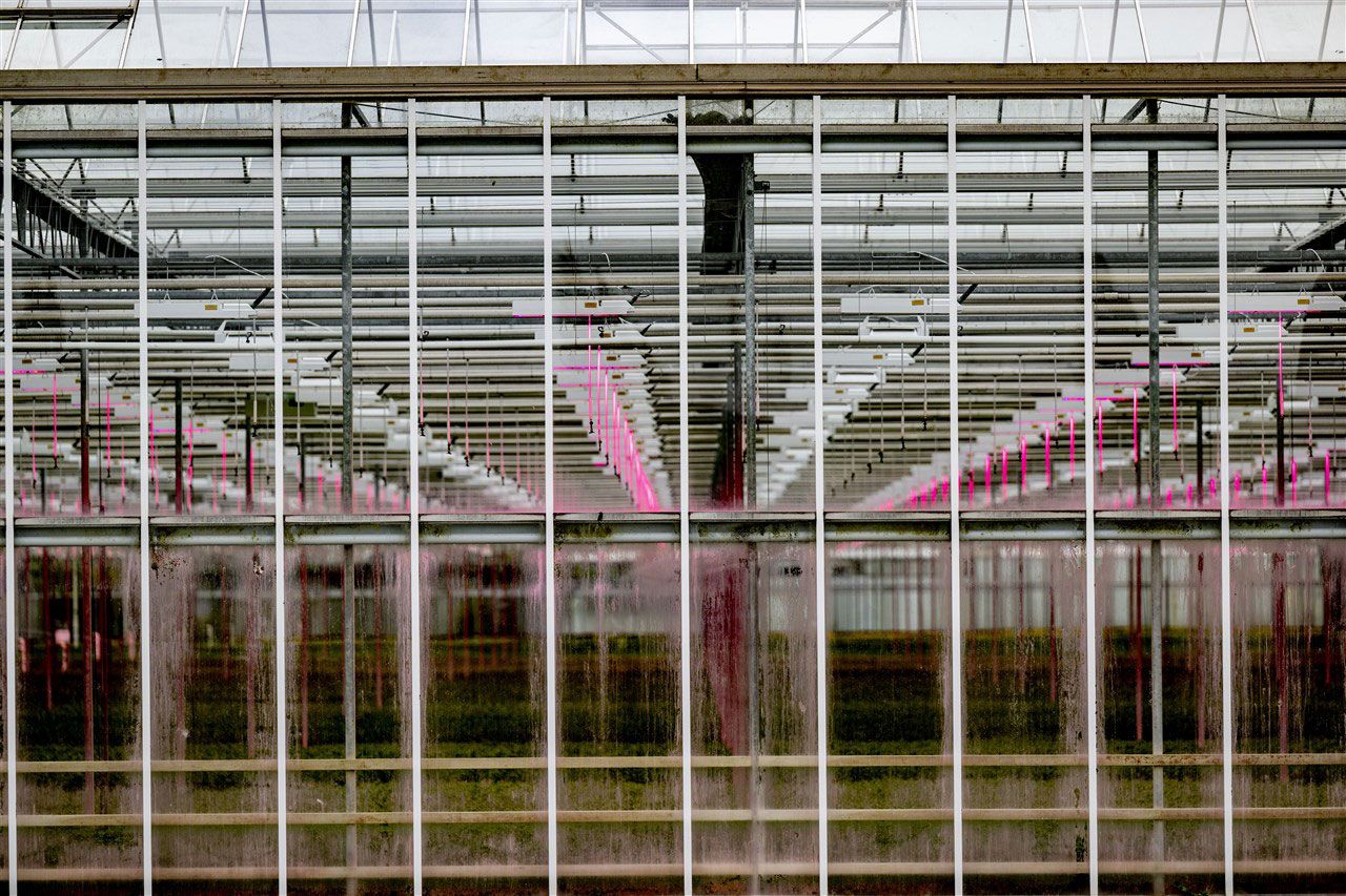 Signify verwacht met Fluence sneller te groeien op onder meer de markt voor ledlicht in de tuinbouw.