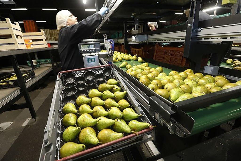 De vraag naar peren is goed dit jaar. In 2018 zorgde de perenafzet voor een drukkend effect op de omzet van FruitMasters. - Foto: ANP