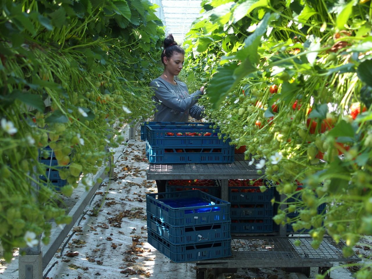 Markt: Prijsacties ¬  1,50 per pond aardbeien