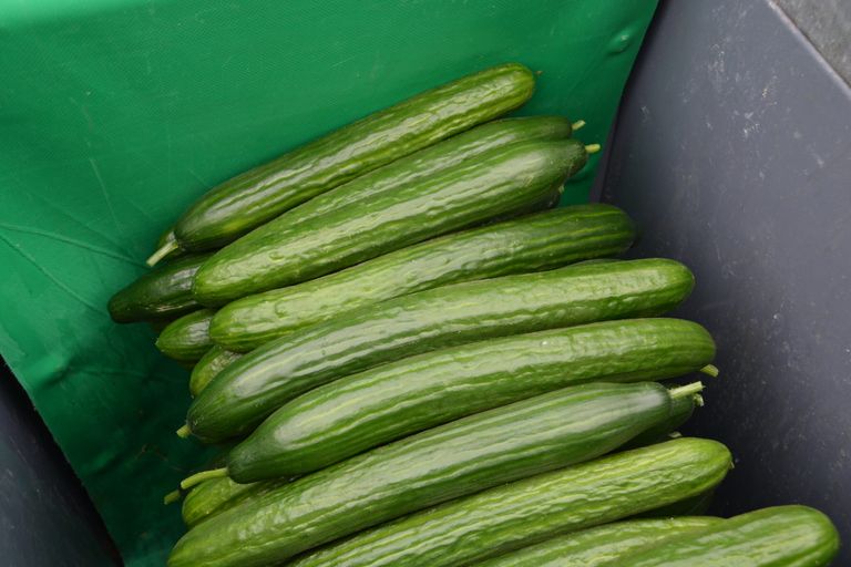 Markt: Belgische komkommers voor ¬  1 per stuk