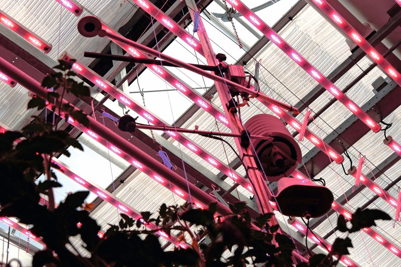 Leds in tijdblokken uitschakelen, en op een andere moment compenseren, kostte productie. Foto: WUR