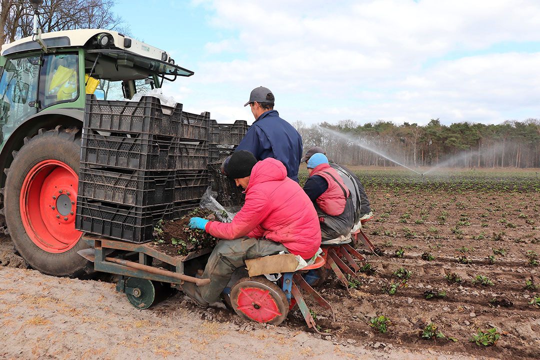 Aardbeien planten. Archiefbeeld. - Foto: Archieffoto G&F