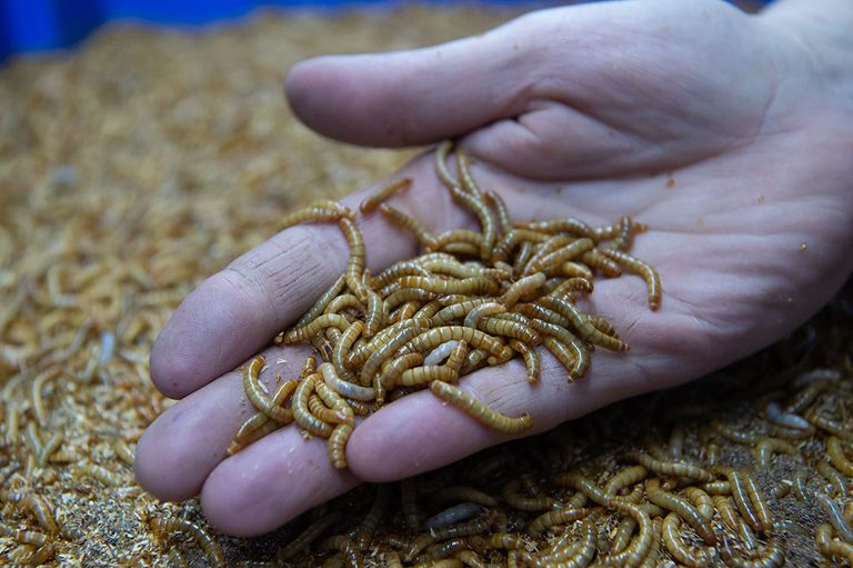 Bij het kweken van insecten ontstaan reststromen die bestaan uit vervellingshuidjes. - Foto: Michel Velderman