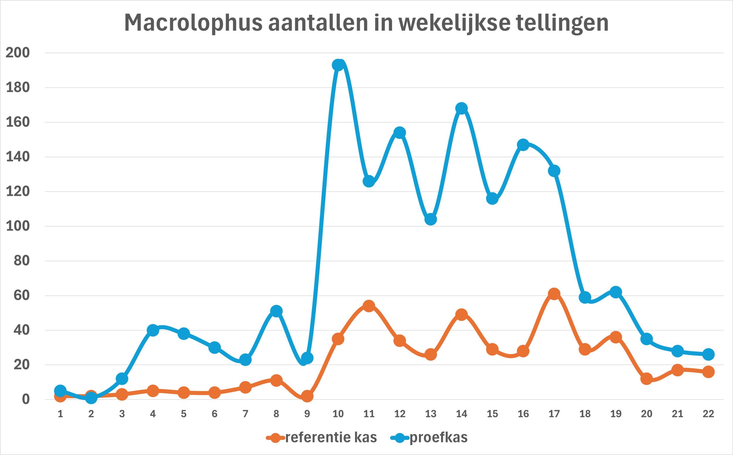 De populatie Macrolophus in de kas met bijvoeding ontwikkelde zich duidelijk sneller, en bleef steeds op een hoger niveau. Grafiek: Koppert