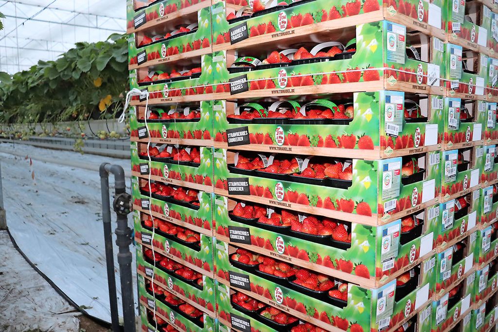 België is in opkomst als leverancier van aardbeien in Duitsland. - Foto: Joost Stallen.