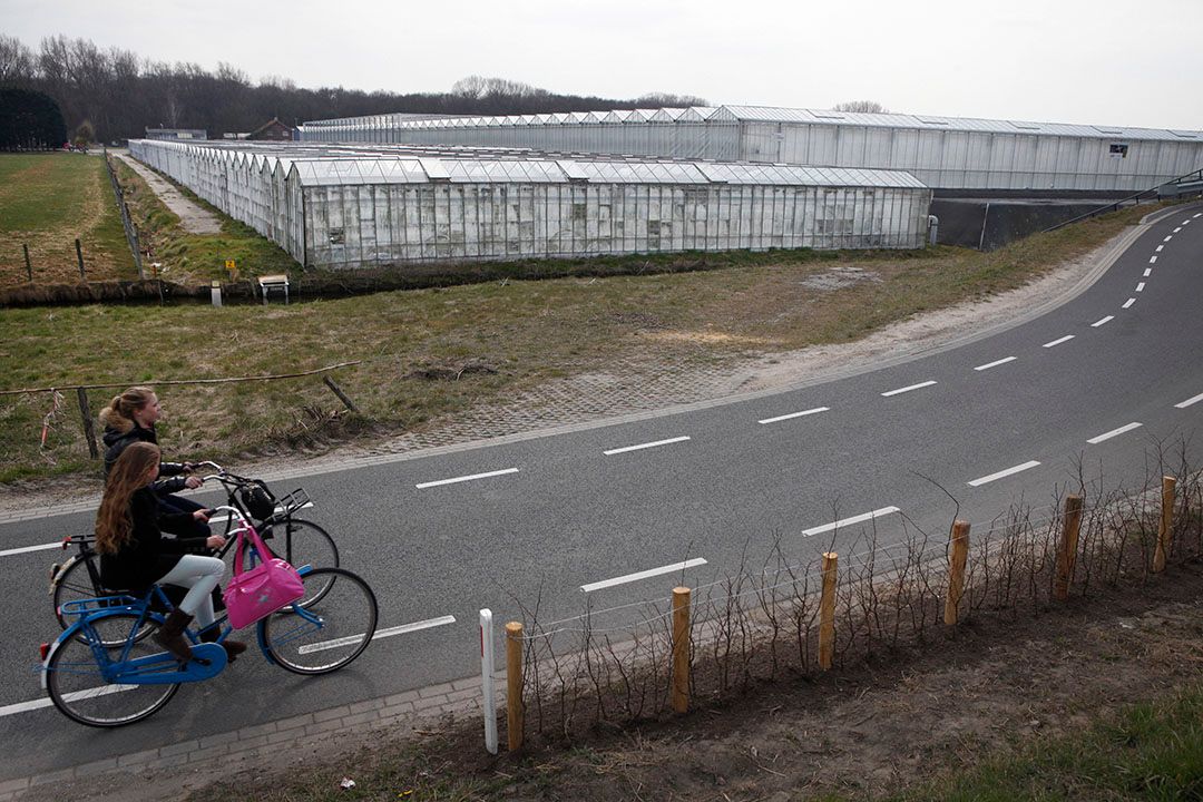 Modernisering kassen dragen bij aan lagere sectoruitstoot CO2. Foto: Roel Dijkstra