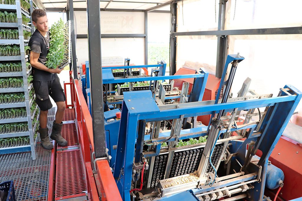Matijs Beers maakt gebruik van een volautomatische Ferrari-plantmachine. Om het rendement van de plantmachine verder te vergroten, plant Beers ook kool in loonwerk bij collega’s - Foto: Joost Stallen