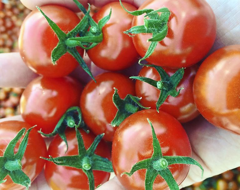 De allerlaatste cherrytomaatjes die bij CombiVliet zijn geplukt. -foto: CombiVliet