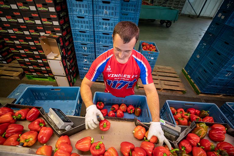 Paprika's sorteren. - Foto: Roel Dijkstra