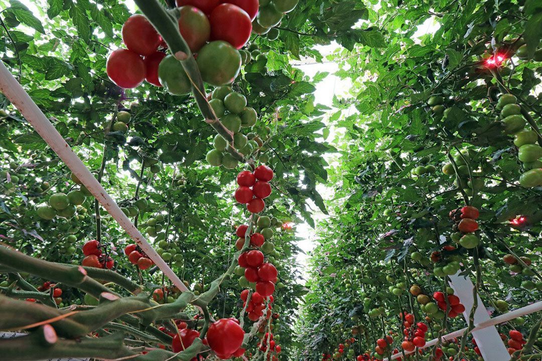 Aangepaste EU-regels voor ToBRFV moet verdere uitbreiding van de uitbraak van dit tomatenvirus tegengaan. - Foto: Fotostudio Atelier 68