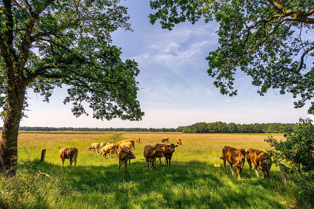 Aan krimp van de veestapel ontkomt Nederland niet stellen de onderzoekers. Foto: Canva