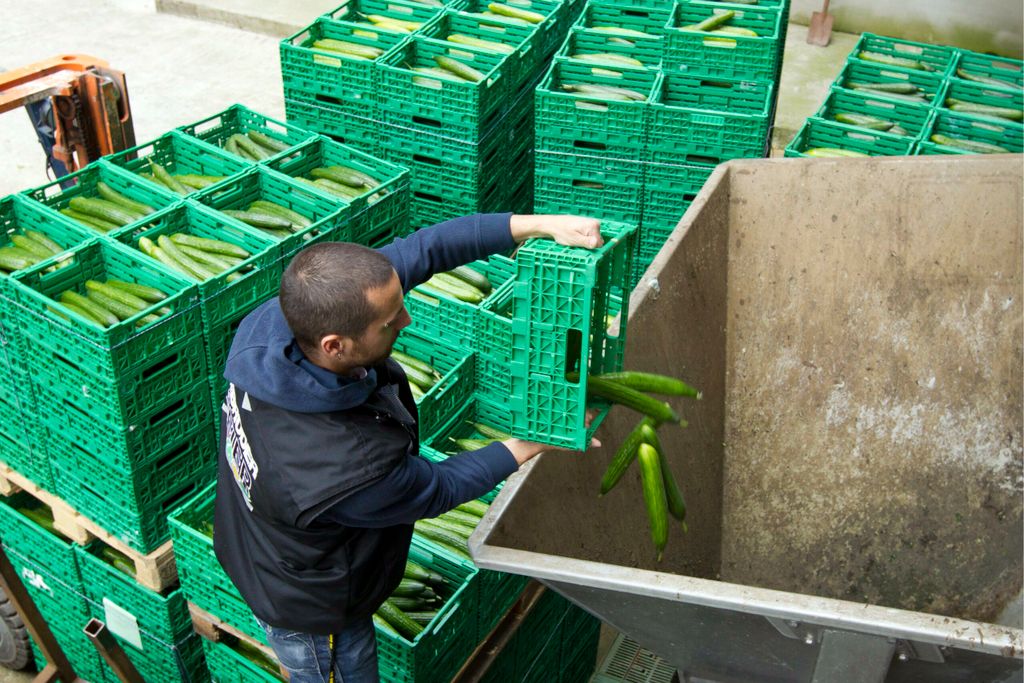 Komkommers worden weggegooid ten tijde van de Ehec-affaire. - Foto: ANP