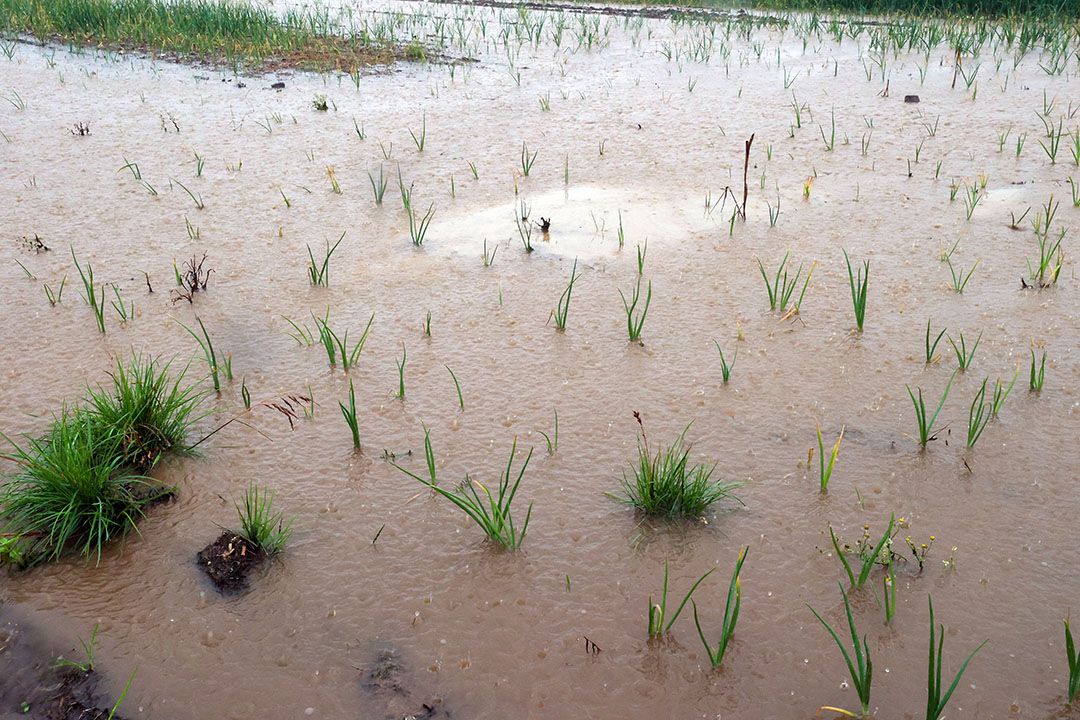 Wateroverlast door extreme hoosbuien in Zuid-Limburg, juli 2021. - Foto: Bert Jansen