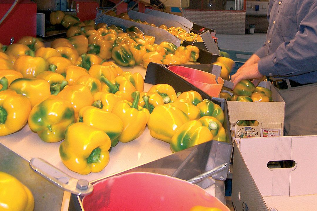 Sorteren van paprika. - Foto: Groenten & Fruit