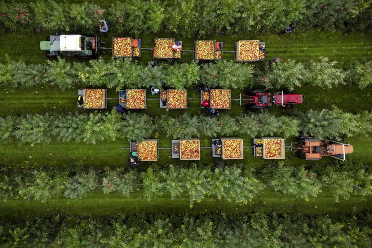 De oogst van Elstar-appels komt uit op 79.000 ton en niet op 84.000 ton, zoals in de eerste raming werd voorspeld. Foto: ANP / Hollandse Hoogte / Sander Koning