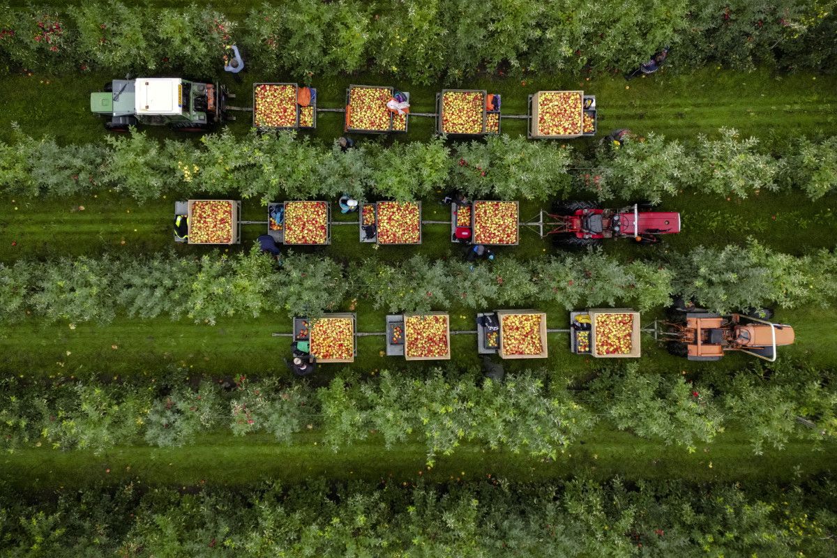 De oogst van Elstar-appels komt uit op 79.000 ton en niet op 84.000 ton, zoals in de eerste raming werd voorspeld. Foto: ANP / Hollandse Hoogte / Sander Koning