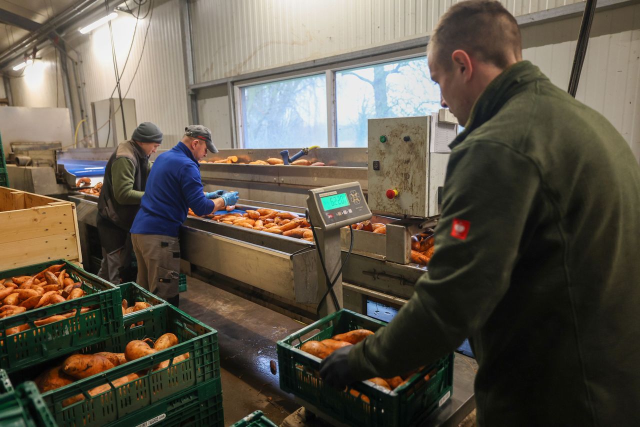 Eind januari wordt bij Van de Bool vrijwel dagelijks bataat uit de bewaring gewassen, gesorteerd en geleverd. Foto: Bert Jansen