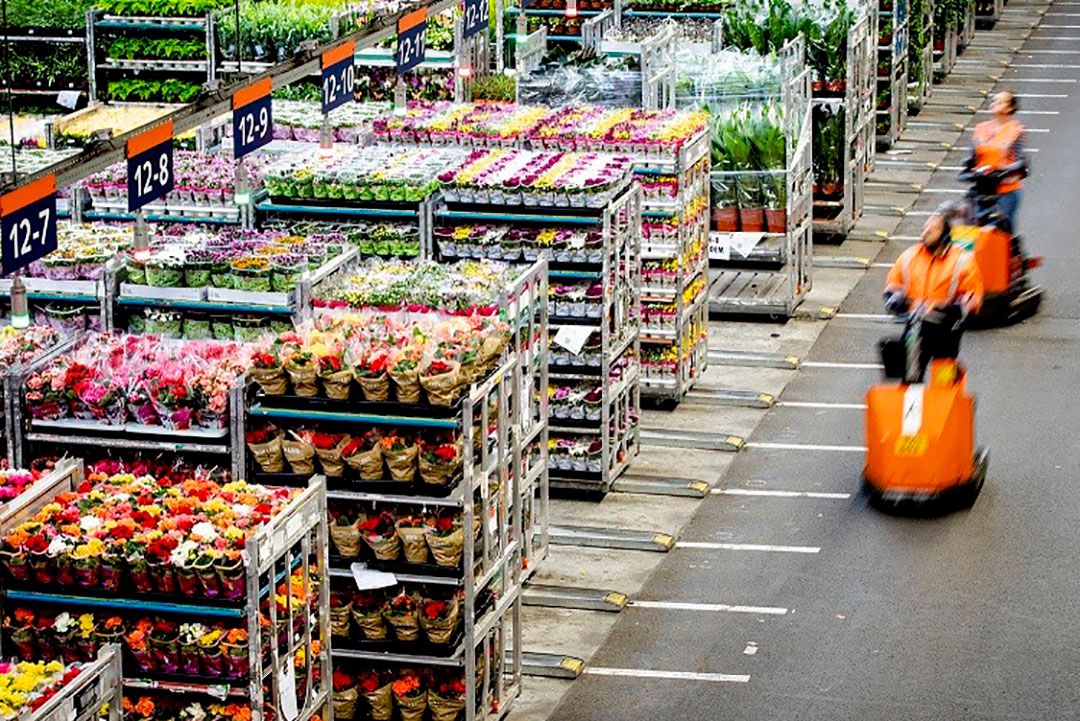 Vooral de bloemenproductie viel weg in de coronacrisis. - Foto: ANP/Sem van der Wal