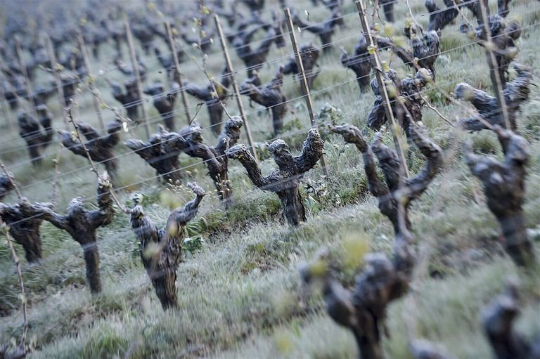 Voor de wijnsector loopt de schatting aan vorstschade op tot ¬  2 miljard. - Foto: ANP