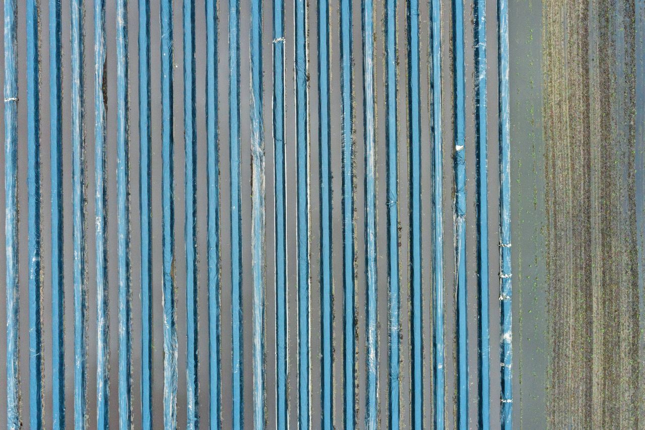 Aspergeteelt is vaak op pachtgrond. Foto: Bram Becks Fotografie