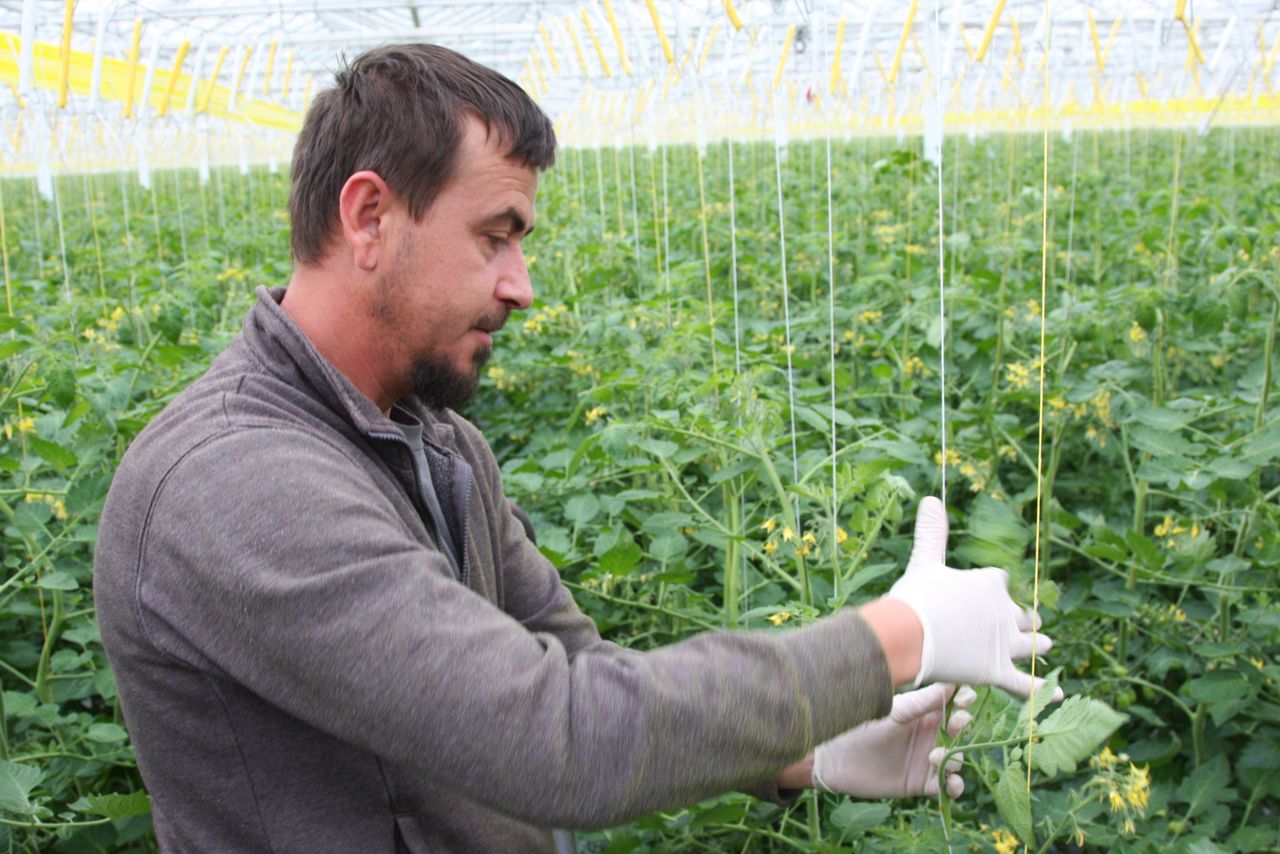 Vanwege de generatieve inslag van het sterke gewas wordt het blad redelijk snel korter. Foto: Harry Stijger