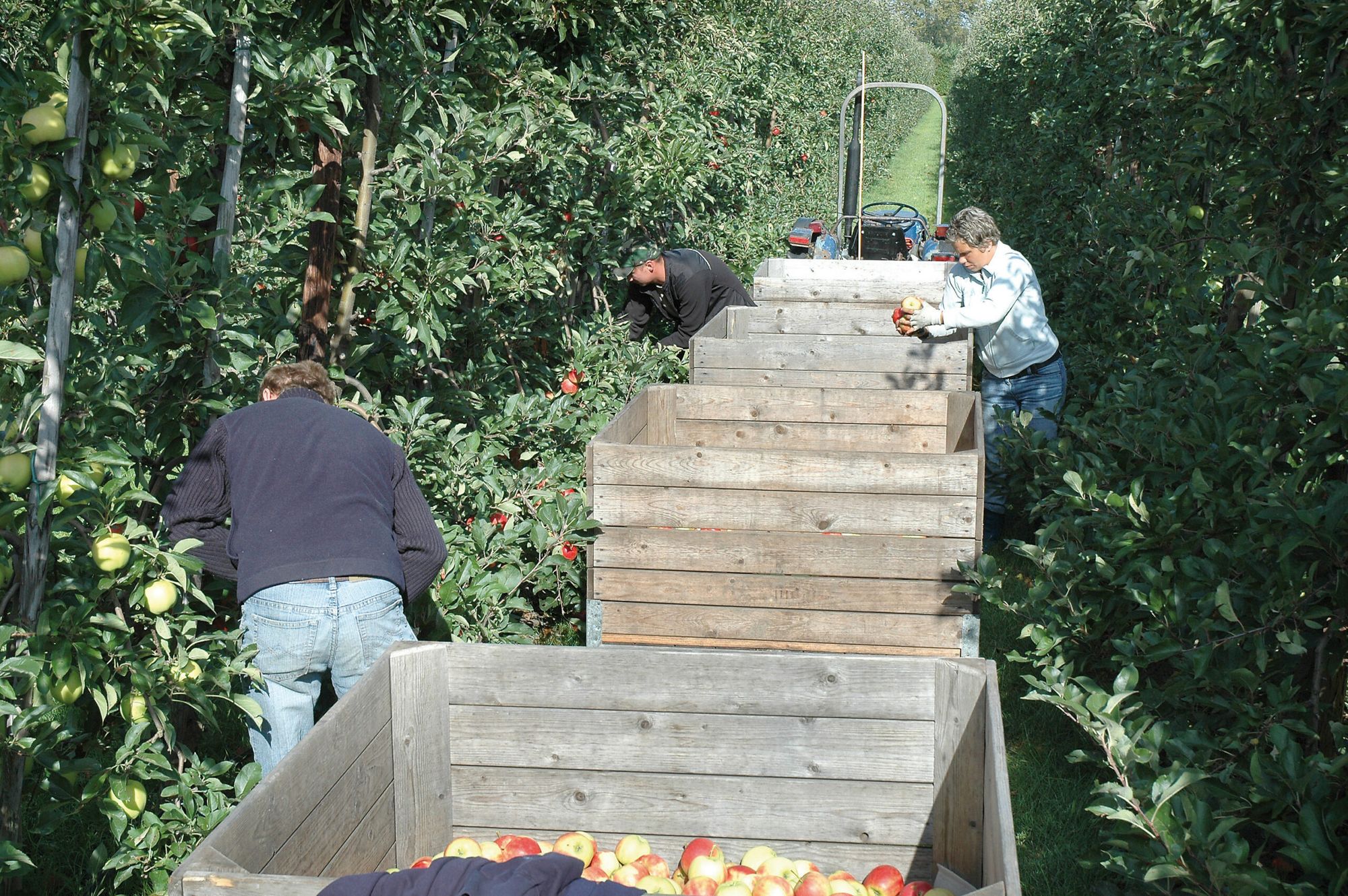 Foto: Groenten&Fruit